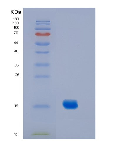 SDS-PAGE analysis of Mouse Il2 (Interleukin-2) - Recombinant Protein, showing >85% purity under 15% SDS-PAGE (Reduced)