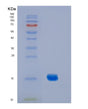 SDS-PAGE analysis of Mouse Il2 (Interleukin-2) - Recombinant Protein, showing >85% purity under 15% SDS-PAGE (Reduced)