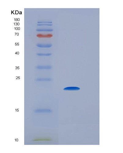 SDS-PAGE analysis of Mouse Il6 (Interleukin-6) - Recombinant Protein, showing >95% purity under 15% SDS-PAGE (Reduced)