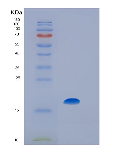 SDS-PAGE analysis of Human IL7 (Interleukin-7) - Recombinant Protein, showing >90% purity under 15% SDS-PAGE (Reduced)