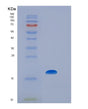 SDS-PAGE analysis of Human IL7 (Interleukin-7) - Recombinant Protein, showing >90% purity under 15% SDS-PAGE (Reduced)