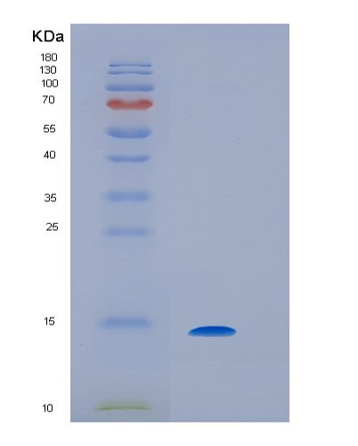 SDS-PAGE analysis of Human IL9 (Interleukin-9) - Recombinant Protein, showing >85% purity under 15% SDS-PAGE (Reduced)