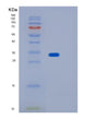 SDS-PAGE analysis of Human IMPA1 (Inositol Monophosphatase 1) - Recombinant Protein, showing >85% purity under 15% SDS-PAGE (Reduced)