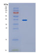 SDS-PAGE analysis of Human IMPACT (Protein Impact) - Recombinant Protein, showing >90% purity under 15% SDS-PAGE (Reduced)