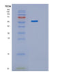 SDS-PAGE analysis of Human IMPDH1 (Inosine-5'-Monophosphate Dehydrogenase 1) - Recombinant Protein, showing >85% purity under 15% SDS-PAGE (Reduced)