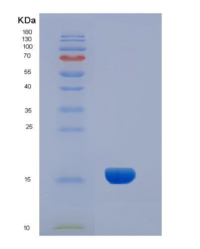 SDS-PAGE analysis of Human INHA (Inhibin Alpha Chain) - Recombinant Protein, showing >95% purity under 15% SDS-PAGE (Reduced)