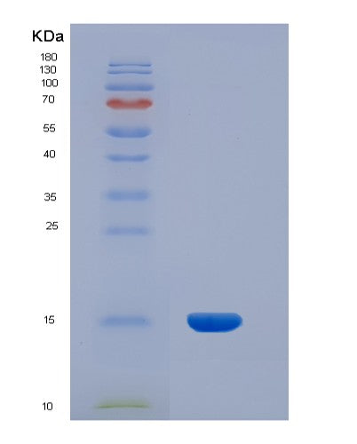 SDS-PAGE analysis of Human INHBA (Inhibin Beta A Chain) - Recombinant Protein, showing >90% purity under 15% SDS-PAGE (Reduced)