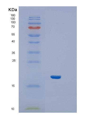 SDS-PAGE analysis of Human IFNA1 (Interferon Alpha-1/13) - Recombinant Protein, showing >85% purity under 15% SDS-PAGE (Reduced)
