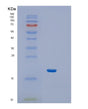 SDS-PAGE analysis of Human IFNA1 (Interferon Alpha-1/13) - Recombinant Protein, showing >85% purity under 15% SDS-PAGE (Reduced)