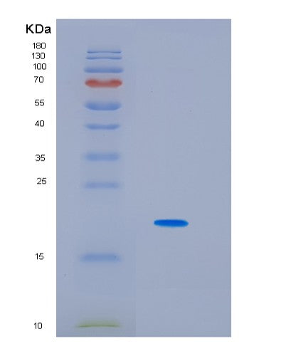 SDS-PAGE analysis of Human IL6 (Interleukin-6) - Recombinant Protein, showing >85% purity under 15% SDS-PAGE (Reduced)