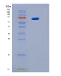 SDS-PAGE analysis of Human IL6ST (Interleukin-6 Receptor Subunit Beta) - Recombinant Protein, showing >95% purity under 15% SDS-PAGE (Reduced)