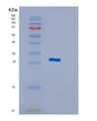 SDS-PAGE analysis of Human NMRK2 (Nicotinamide Riboside Kinase 2) - Recombinant Protein, showing >90% purity under 15% SDS-PAGE (Reduced)