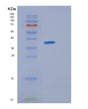 SDS-PAGE analysis of Human JSRP1 (Junctional Sarcoplasmic Reticulum Protein 1) - Recombinant Protein, showing >85% purity under 15% SDS-PAGE (Reduced)