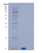 SDS-PAGE analysis of Human KAAG1 (Kidney-Associated Antigen 1) - Recombinant Protein, showing >90% purity under 15% SDS-PAGE (Reduced)