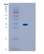 SDS-PAGE analysis of Human KCNIP3 (Calsenilin) - Recombinant Protein, showing >95% purity under 15% SDS-PAGE (Reduced)