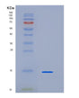 SDS-PAGE analysis of Human PCLAF (Pcna-Associated Factor) - Recombinant Protein, showing >90% purity under 15% SDS-PAGE (Reduced)