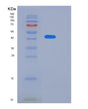 SDS-PAGE analysis of Human KLF12 (Krueppel-Like Factor 12) - Recombinant Protein, showing >95% purity under 15% SDS-PAGE (Reduced)