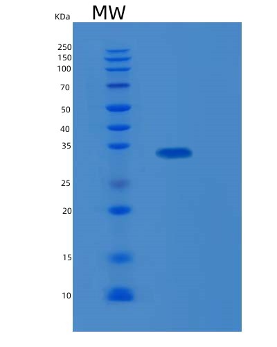 SDS-PAGE analysis of Human KLK13 (Kallikrein-13) - Recombinant Protein, showing >90% purity under 15% SDS-PAGE (Reduced)