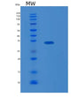 SDS-PAGE analysis of Human KLK13 (Kallikrein-13) - Recombinant Protein, showing >90% purity under 15% SDS-PAGE (Reduced)