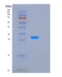 SDS-PAGE analysis of Human KLK15 (Kallikrein-15) - Recombinant Protein, showing >85% purity under 15% SDS-PAGE (Reduced)