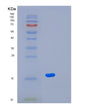 SDS-PAGE analysis of Human KLRG1 (Killer Cell Lectin-Like Receptor Subfamily G Member 1) - Recombinant Protein, showing >95% purity under 15% SDS-PAGE (Reduced)
