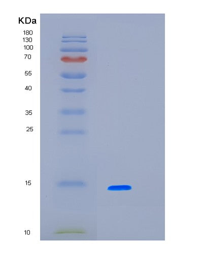 SDS-PAGE analysis of Human LBH (Protein Lbh) - Recombinant Protein, showing >90% purity under 15% SDS-PAGE (Reduced)