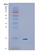 SDS-PAGE analysis of Human LBH (Protein Lbh) - Recombinant Protein, showing >90% purity under 15% SDS-PAGE (Reduced)