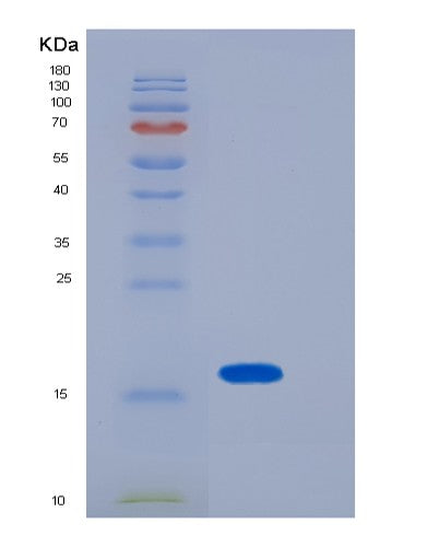 SDS-PAGE analysis of Mouse Lgals1 (Galectin-1) - Recombinant Protein, showing >90% purity under 15% SDS-PAGE (Reduced)
