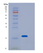 SDS-PAGE analysis of Mouse Lgals1 (Galectin-1) - Recombinant Protein, showing >90% purity under 15% SDS-PAGE (Reduced)