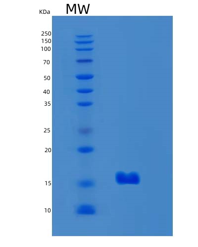 SDS-PAGE analysis of Mouse Lgals2 (Galectin-2) - Recombinant Protein, showing >85% purity under 15% SDS-PAGE (Reduced)