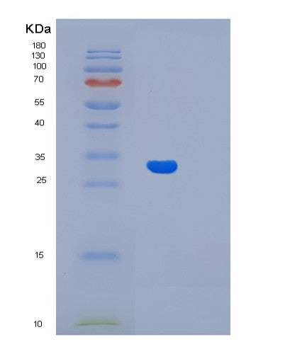 SDS-PAGE analysis of Human LIN7A (Protein Lin-7 Homolog A) - Recombinant Protein, showing >90% purity under 15% SDS-PAGE (Reduced)