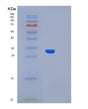 SDS-PAGE analysis of Human LIN7A (Protein Lin-7 Homolog A) - Recombinant Protein, showing >90% purity under 15% SDS-PAGE (Reduced)