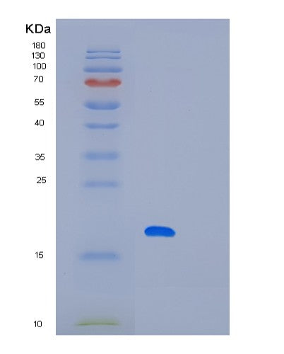 SDS-PAGE analysis of Human LITAF (Lipopolysaccharide-Induced Tumor Necrosis Factor-Alpha Factor) - Recombinant Protein, showing >95% purity under 15% SDS-PAGE (Reduced)