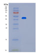 SDS-PAGE analysis of Human LMX1B (Lim Homeobox Transcription Factor 1-Beta) - Recombinant Protein, showing >90% purity under 15% SDS-PAGE (Reduced)
