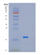 SDS-PAGE analysis of Human LSM4 (U6 Snrna-Associated Sm-Like Protein Lsm4) - Recombinant Protein, showing >90% purity under 15% SDS-PAGE (Reduced)