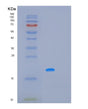 SDS-PAGE analysis of Human MAFF (Transcription Factor Maff) - Recombinant Protein, showing >95% purity under 15% SDS-PAGE (Reduced)