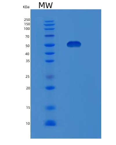 SDS-PAGE analysis of Human MAOA (Amine Oxidase [Flavin-Containing] A) - Recombinant Protein, showing >95% purity under 15% SDS-PAGE (Reduced)