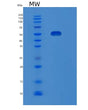 SDS-PAGE analysis of Human MAOA (Amine Oxidase [Flavin-Containing] A) - Recombinant Protein, showing >95% purity under 15% SDS-PAGE (Reduced)