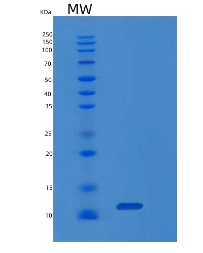 SDS-PAGE analysis of Human MIF (Macrophage Migration Inhibitory Factor) - Recombinant Protein, showing >90% purity under 15% SDS-PAGE (Reduced)