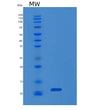 SDS-PAGE analysis of Human MIF (Macrophage Migration Inhibitory Factor) - Recombinant Protein, showing >90% purity under 15% SDS-PAGE (Reduced)