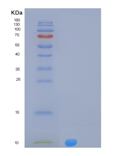 SDS-PAGE analysis of Human MLANA (Melanoma Antigen Recognized By T-Cells 1) - Recombinant Protein, showing >95% purity under 15% SDS-PAGE (Reduced)