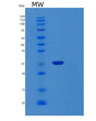 SDS-PAGE analysis of Human MOB1A (Mob Kinase Activator 1A) - Recombinant Protein, showing >90% purity under 15% SDS-PAGE (Reduced)
