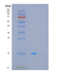 SDS-PAGE analysis of Human MPZL1 (Myelin Protein Zero-Like Protein 1) - Recombinant Protein, showing >85% purity under 15% SDS-PAGE (Reduced)