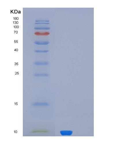 SDS-PAGE analysis of Human MUCL1 (Mucin-Like Protein 1) - Recombinant Protein, showing >90% purity under 15% SDS-PAGE (Reduced)