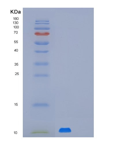 SDS-PAGE analysis of Human MUSTN1 (Musculoskeletal Embryonic Nuclear Protein 1) - Recombinant Protein, showing >90% purity under 15% SDS-PAGE (Reduced)