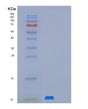 SDS-PAGE analysis of Human MUSTN1 (Musculoskeletal Embryonic Nuclear Protein 1) - Recombinant Protein, showing >90% purity under 15% SDS-PAGE (Reduced)