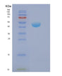 SDS-PAGE analysis of Human NCK2 (Cytoplasmic Protein Nck2) - Recombinant Protein, showing >85% purity under 15% SDS-PAGE (Reduced)