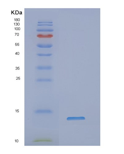 SDS-PAGE analysis of Human NDUFA2 (Nadh Dehydrogenase [Ubiquinone] 1 Alpha Subcomplex Subunit 2) - Recombinant Protein, showing >90% purity under 15% SDS-PAGE (Reduced)
