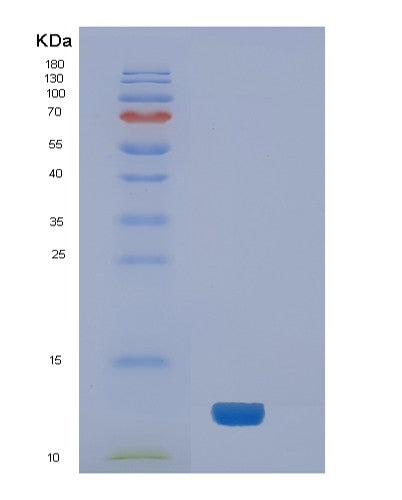 SDS-PAGE analysis of Human NEDD8 (Ubiquitin-Like Protein Nedd8) - Recombinant Protein, showing >85% purity under 15% SDS-PAGE (Reduced)