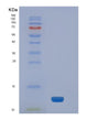 SDS-PAGE analysis of Human NEDD8 (Ubiquitin-Like Protein Nedd8) - Recombinant Protein, showing >85% purity under 15% SDS-PAGE (Reduced)